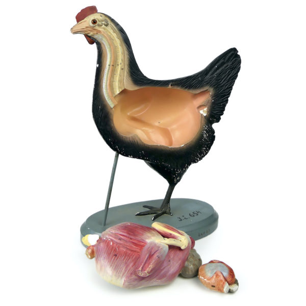 Modèle anatomique de poule rare didactique plâtre SOMSO 1920 (détail)