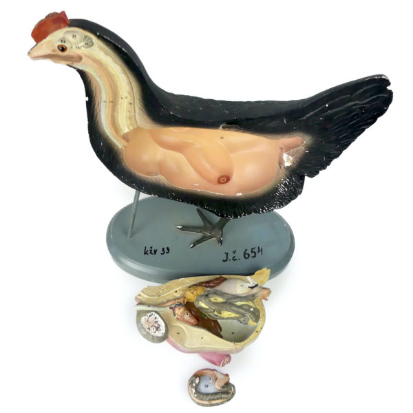 Modèle anatomique de poule rare didactique plâtre SOMSO 1920 (détail)
