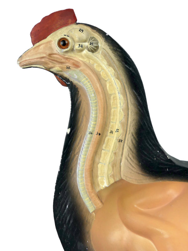 Modèle anatomique de poule rare didactique plâtre SOMSO 1920 (détail)