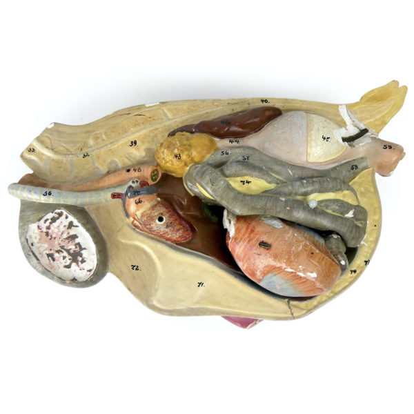 Modèle anatomique de poule rare didactique plâtre SOMSO 1920 (détail)