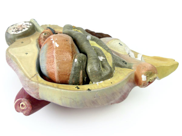 Modèle anatomique de poule rare didactique plâtre SOMSO 1920 (détail)