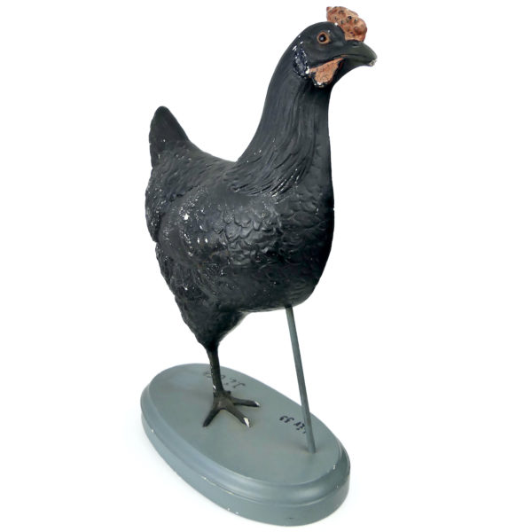 Modèle anatomique de poule rare didactique plâtre SOMSO 1920 (3/4)