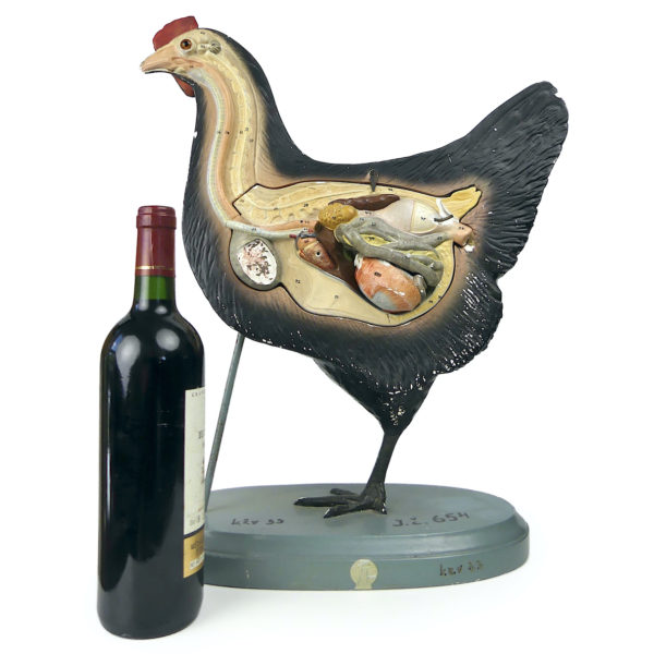 Modèle anatomique de poule rare didactique plâtre SOMSO 1920 (proportion)