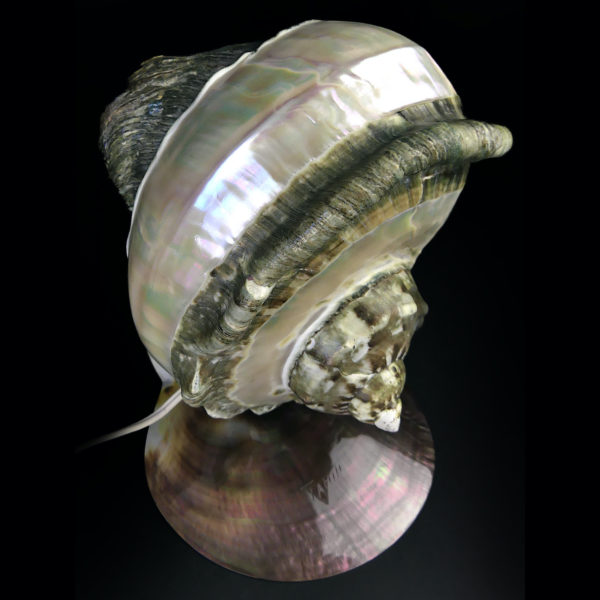 Lampe d’ambiance tahitienne coquillage Objet souvenir (dessus 3/4)
