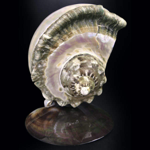 Lampe d’ambiance tahitienne coquillage Objet souvenir (face)