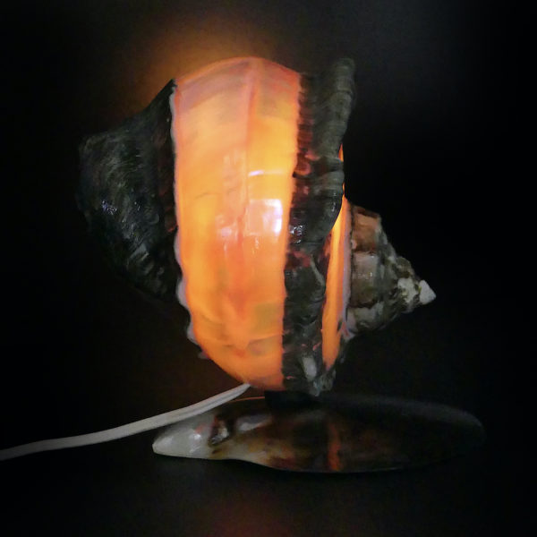Lampe d’ambiance tahitienne coquillage Objet souvenir (profil allumée)