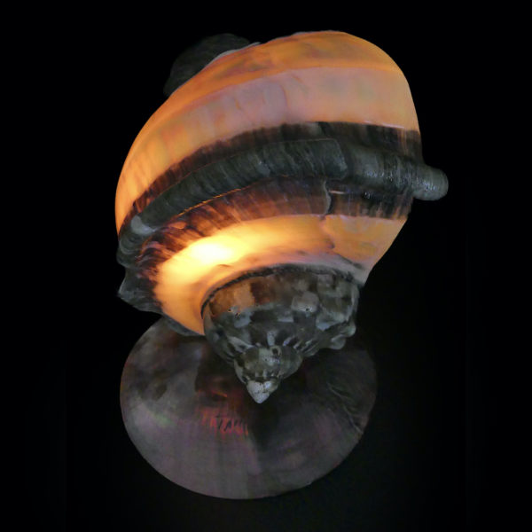 Lampe d’ambiance tahitienne coquillage Objet souvenir (dessus allumée)