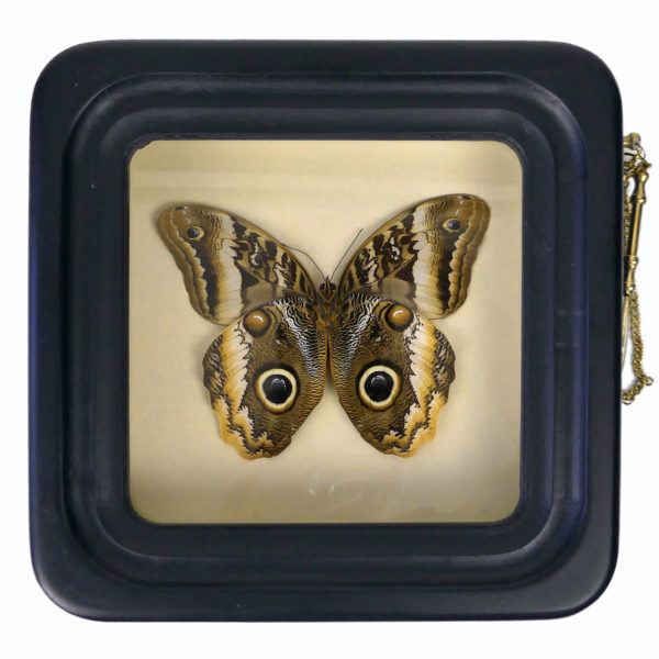 Papillon Caligo atreus dans cadre à observation avec loupe (face)