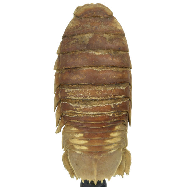 Petit bathynome Bathynomus giganteus sur pied (dos)