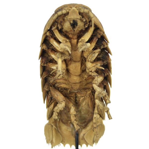 Petit bathynome Bathynomus giganteus sur pied (dessous)
