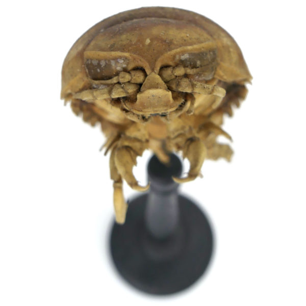 Petit bathynome Bathynomus giganteus sur pied (dessus)