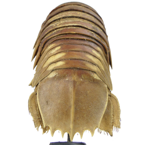 Petit bathynome Bathynomus giganteus sur pied (dessous)