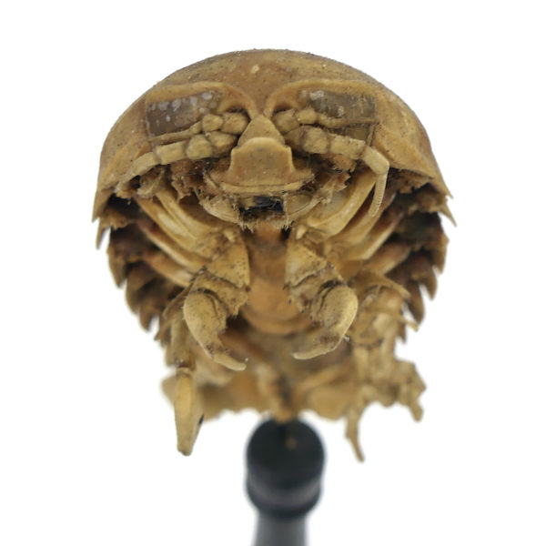 Petit bathynome Bathynomus giganteus sur pied (dessus)