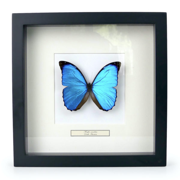 Papillon Morpho menelaus bleu dans cadre entomologique (face)