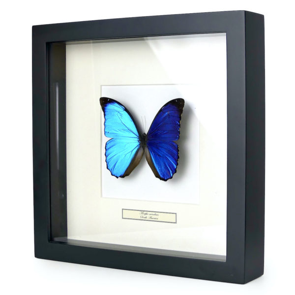 Papillon Morpho menelaus bleu dans cadre entomologique (3/4)