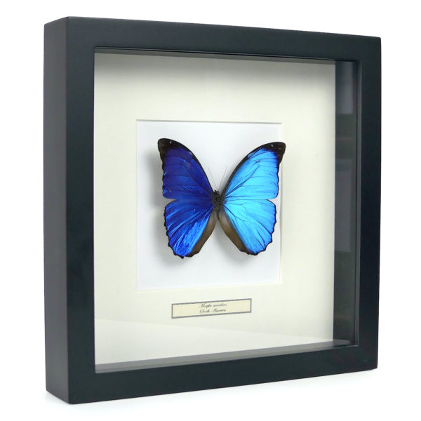 Papillon Morpho menelaus bleu dans cadre entomologique (3/4)