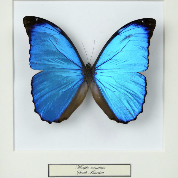 Papillon Morpho menelaus bleu dans cadre entomologique (face)
