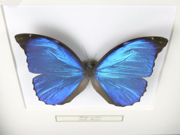 Papillon Morpho menelaus bleu dans cadre entomologique (dessus)