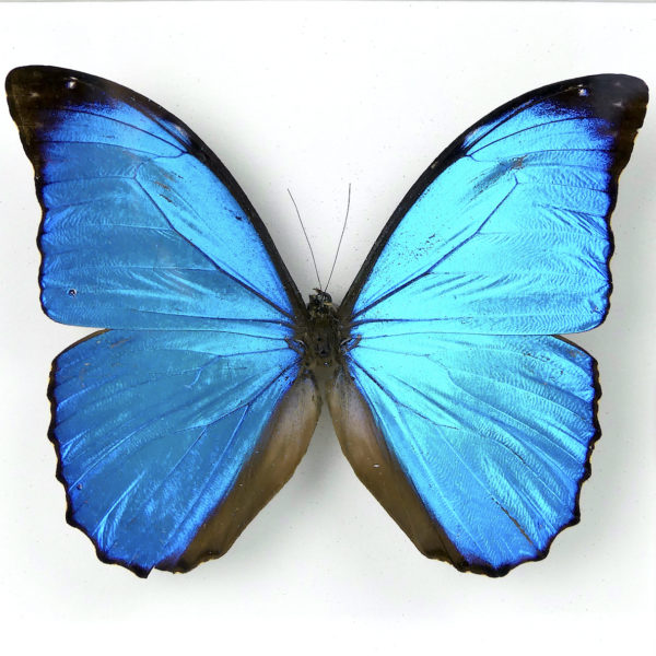 Papillon Morpho menelaus bleu dans cadre entomologique (face)