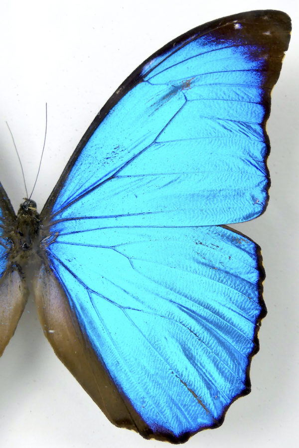 Papillon Morpho menelaus bleu dans cadre entomologique (détail)