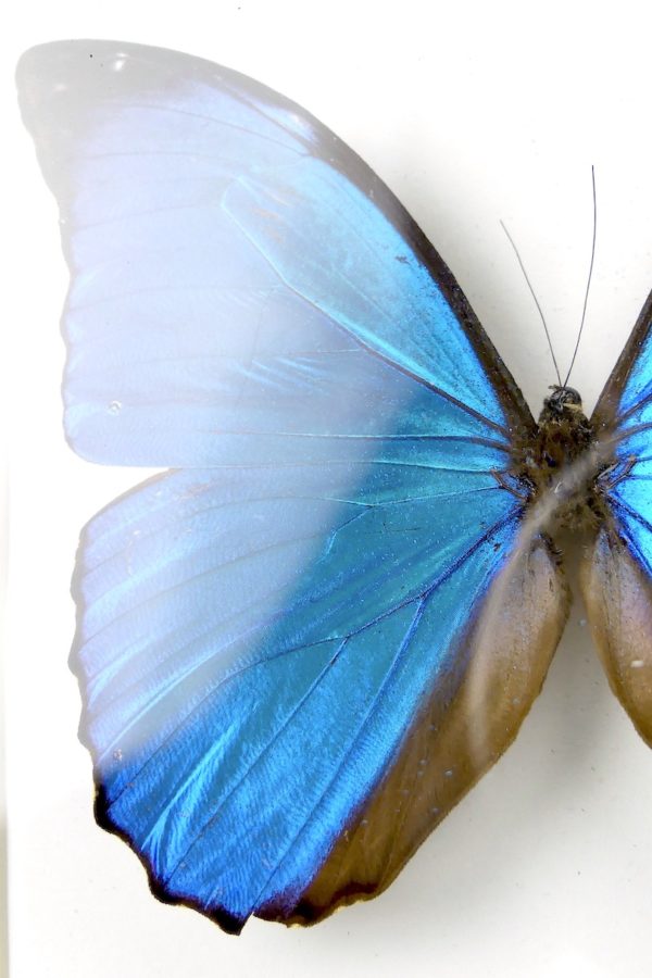 Papillon Morpho menelaus bleu dans cadre entomologique (détail)