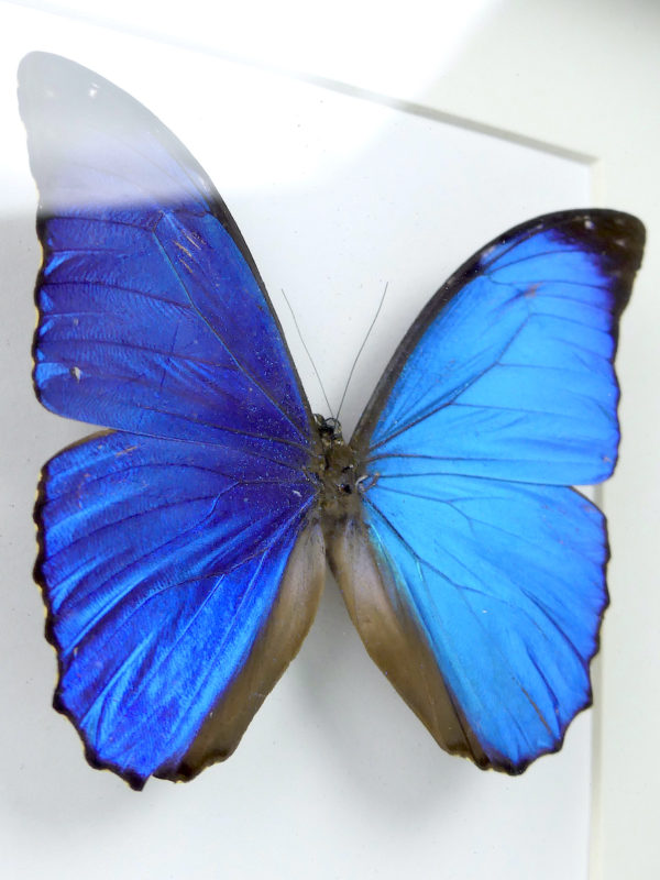 Papillon Morpho menelaus bleu dans cadre entomologique (3/4)