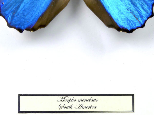 Papillon Morpho menelaus bleu dans cadre entomologique (détail)