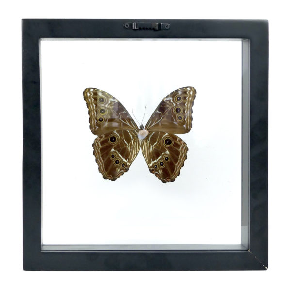 Papillon Morpho bleu cadre carré à double plaque de verre (dos)