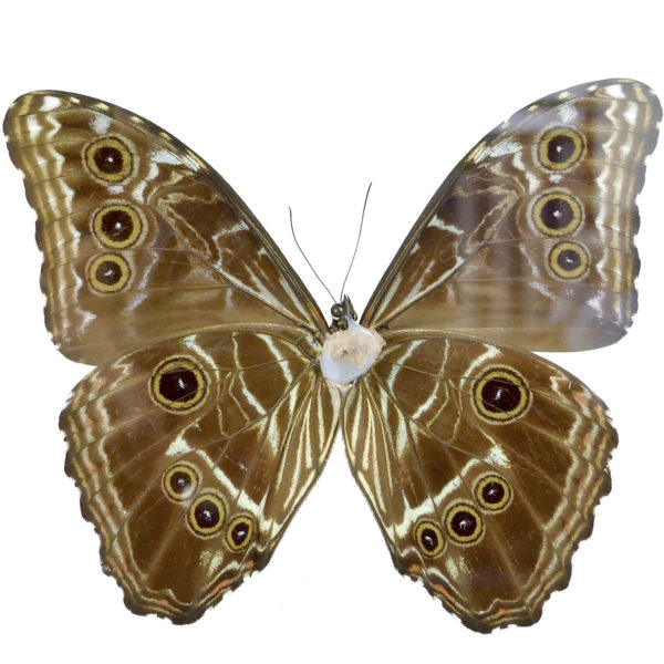 Papillon Morpho bleu (dos)