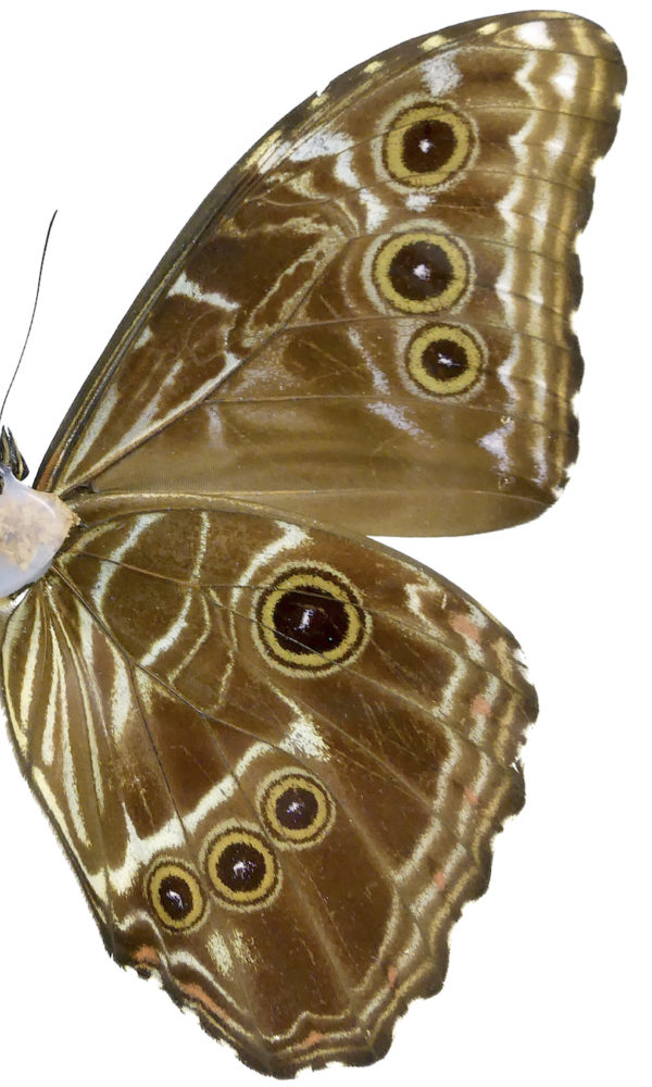 Papillon Morpho bleu (détail)