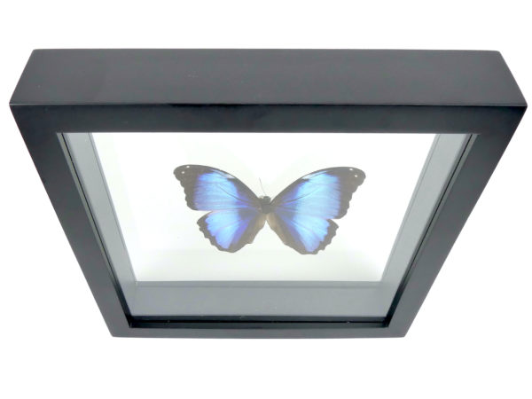 Papillon Morpho bleu cadre carré à double plaque de verre (dessus)
