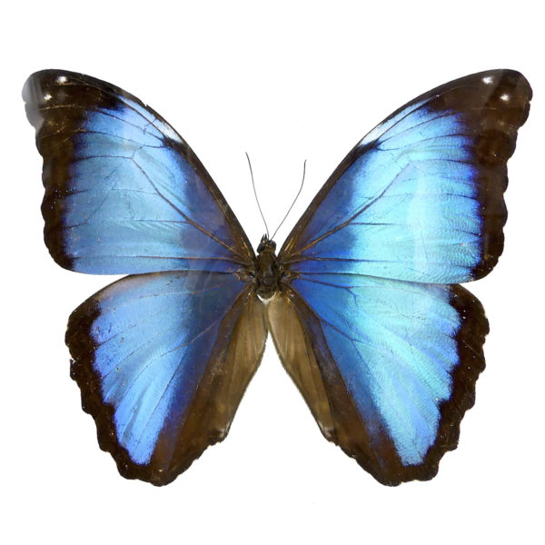 Papillon Morpho bleu (face)