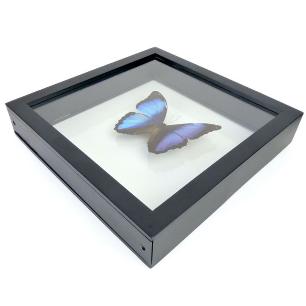 Papillon Morpho bleu cadre carré à double plaque de verre (3/4)