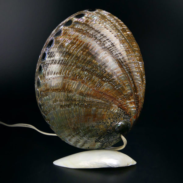 Lampe d’ambiance ormeaux et coquillage Royan Années 50 (dos)