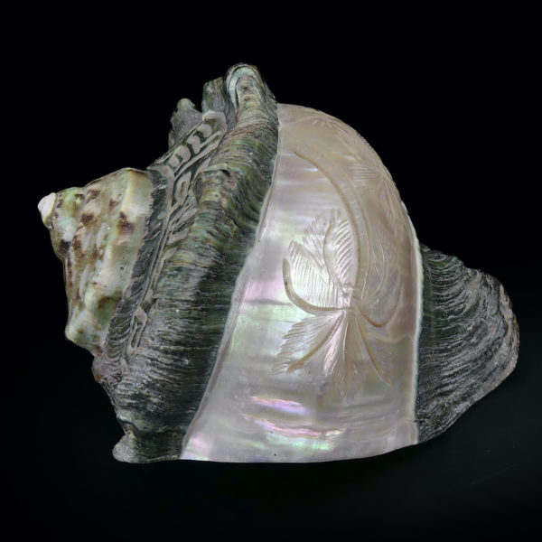 Coquillage gravé Turbo Marmoratus vert et nacre ciselée – Image 12