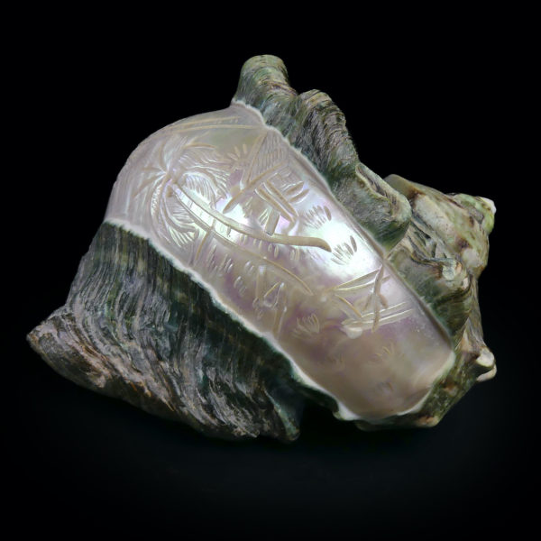 Coquillage gravé Turbo Marmoratus vert et nacre ciselée (profil)