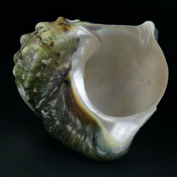 Coquillage gravé Turbo Marmoratus vert et nacre ciselée (dessous)