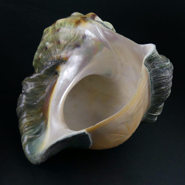 Coquillage gravé Turbo Marmoratus vert et nacre ciselée (dessous 3/4)