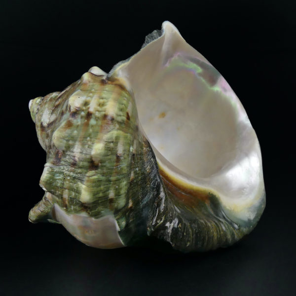 Coquillage gravé Turbo Marmoratus vert et nacre ciselée (dessous 3/4)