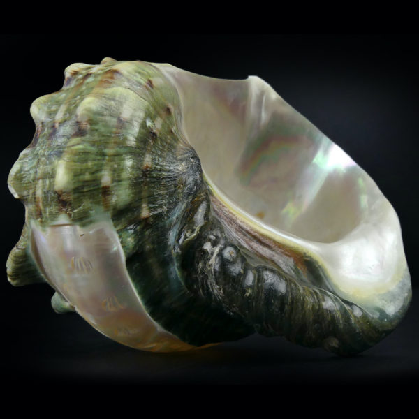 Coquillage gravé Turbo Marmoratus vert et nacre ciselée (dessous 3/4)
