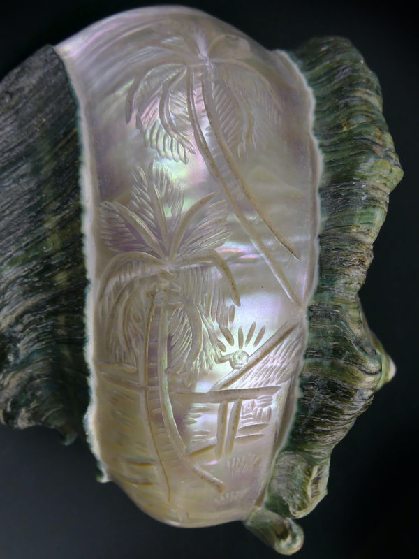 Coquillage gravé Turbo Marmoratus vert et nacre ciselée (détail)