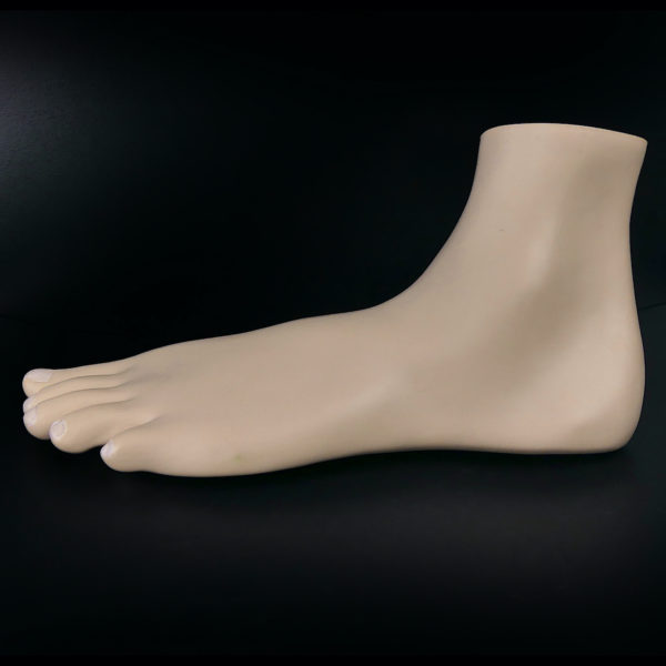 Modèle anatomique de pied plat gauche en coupe (profil)