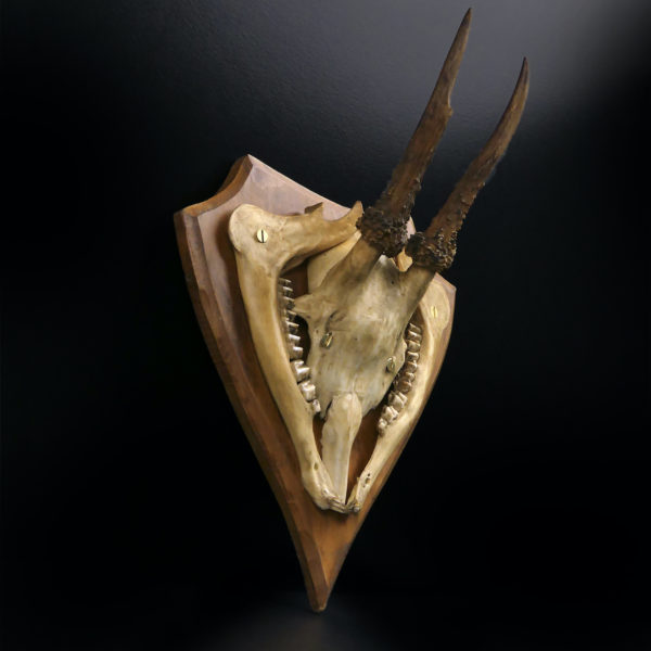 Massacre trophée de chasse de chevreuil ancien sur écusson en bois (3/4)
