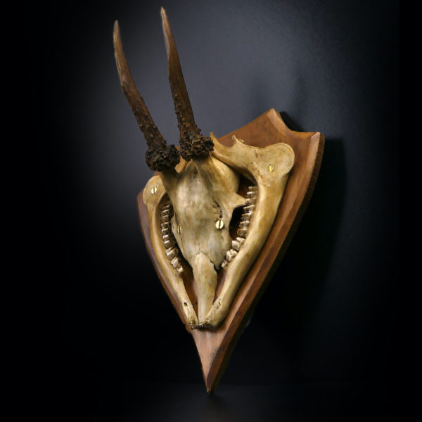 Massacre trophée de chasse de chevreuil ancien sur écusson en bois (3/4)