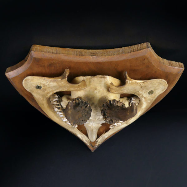 Massacre trophée de chasse de chevreuil ancien sur écusson en bois (dessus)