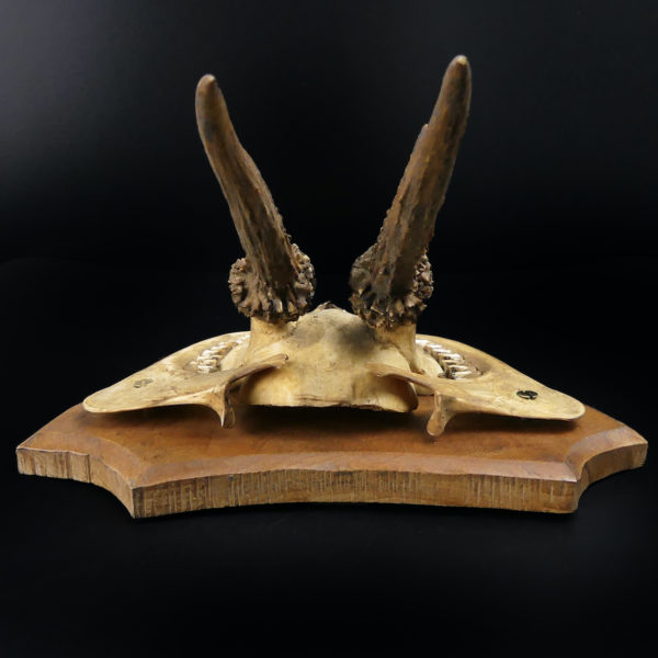 Massacre trophée de chasse de chevreuil ancien sur écusson en bois (dessus)