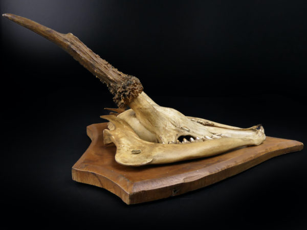 Massacre trophée de chasse de chevreuil ancien sur écusson en bois (profil)