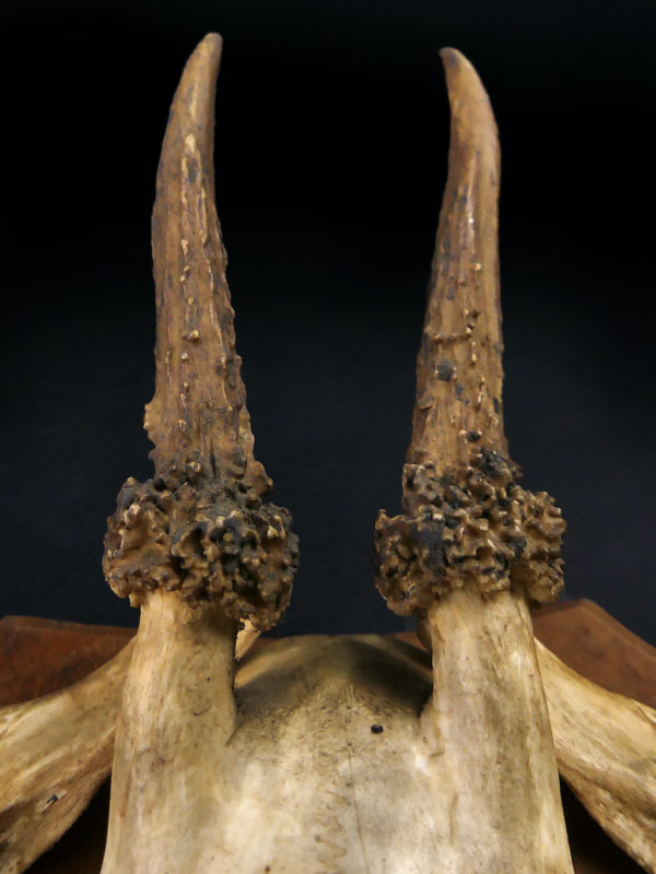 Massacre trophée de chasse de chevreuil ancien sur écusson en bois (détail)