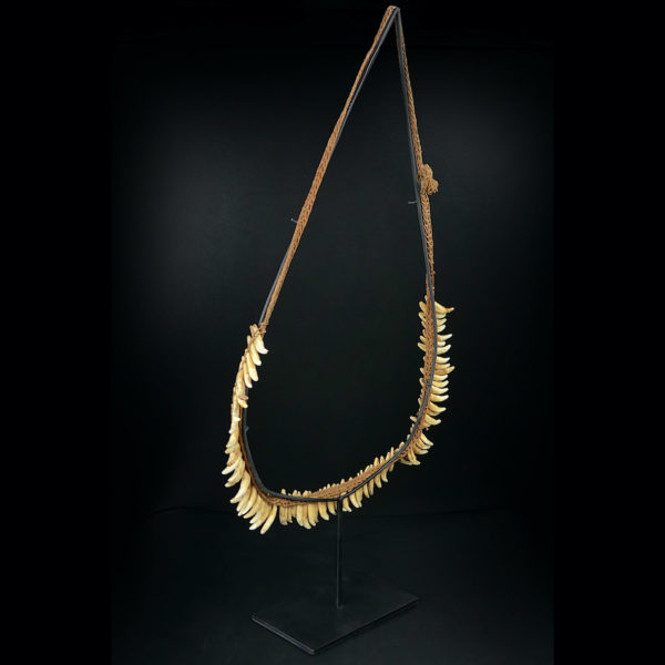 Grand collier Asmat rare constitué de 75 dents de chien sur socle 1950 (3/4)