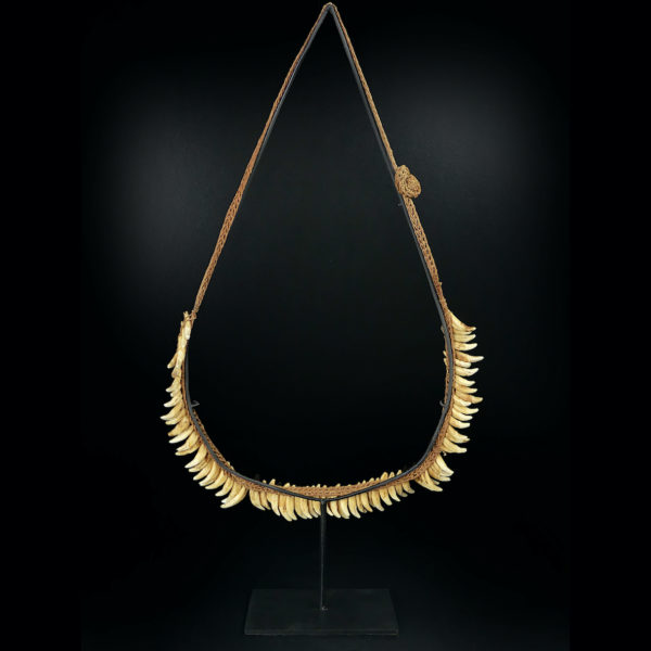 Grand collier Asmat rare constitué de 75 dents de chien sur socle 1950 (dos)